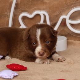 Tanner - AKC Reg - Red male Border Collie puppy in Courtland, Alabama from C Bar C Ranch Border Collies