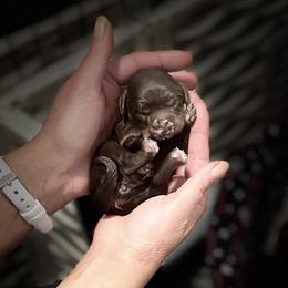Truffle - Chocolate female Cavapoo puppy in Spokane, Washington from Treasured Cavaliers of the Pacific Northwest