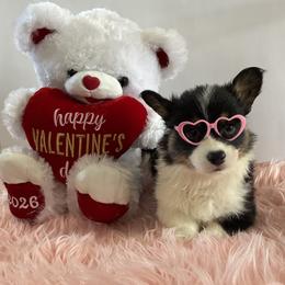 Olaf - Black and tan male Pembroke Welsh Corgi puppy in Hanover, Pennsylvania from Happily Ever After Corgis