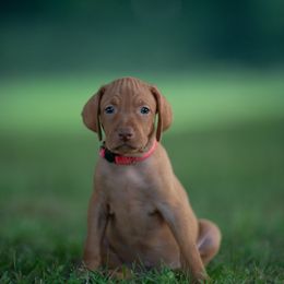 Girl 3 - Golden rust female Vizsla puppy in Greensburg, Kentucky from Nosam Kennels- Hungarian Vizslas, German Shorthairs & Braccos Located in Kentucky