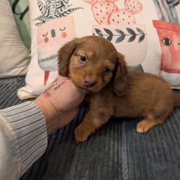 Wally - Red male Dachshund puppy in Barnard, Missouri from KB Doxies
