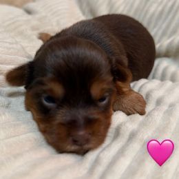 Jill - Chocolate and tan female Yorkshire Terrier puppy in Jacksonville, Florida from TLJ Choco Yorkie Love