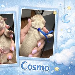 Cosmo - Lilac male Shih Tzu puppy in Connersville, Indiana from Royal Blossom Shihtzus