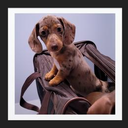Dachshund and Great Dane Puppies from AZ's Prestigious Minature Dachshunds