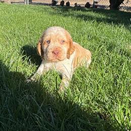 Gunner - Lemon and white male English Springer Spaniel puppy in Coeur D'alene, Idaho from Springer Hollow