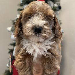 Australian Labradoodle and Goldendoodle Puppies from The Moon Doodles