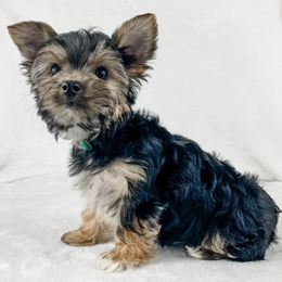 Dachshund, Great Dane, and Yorkshire Terrier Puppies from WZ Kennels