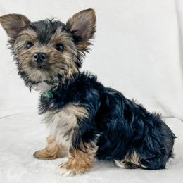 Dachshund, Great Dane, and Yorkshire Terrier Puppies from WZ Kennels