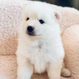 Apollo - White male Pomsky puppy in Lincoln, Nebraska from Blue Heaven Pomsky