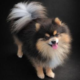 Prince - Pomeranian