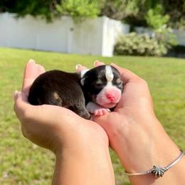 Brownie - Black and white female American Corgi puppy in Florida from Sunrise Corgis
