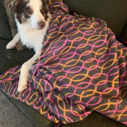 Australian Shepherd All Grown Up from CoralBlitz Australian Shepherd