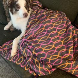 Australian Shepherd All Grown Up from CoralBlitz Australian Shepherd