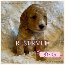 Miss Cindy's Daisy - Apricot female Goldendoodle puppy in Temecula, California from Miss Cindy’s Doodles