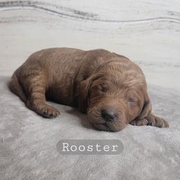 Rooster (Grey Collar) - Red  male Goldendoodle puppy in Scurry, Texas from 07 Seven Oaks Goldens and Doodles