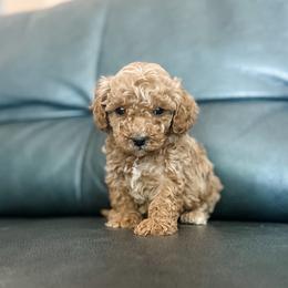 Cove - Apricot male Cavapoo puppy in Saint George, Utah from Fitzdoodles