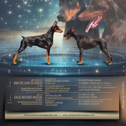 Doberman Pinscher puppies from Desire Dobermans
