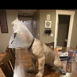 Girl 1 - Chestnut brindle female Cane Corso puppy in Olympia, Washington from Grayling Dawn Cane Corso