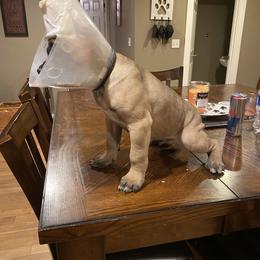 Girl 1 - Chestnut brindle female Cane Corso puppy in Olympia, Washington from Grayling Dawn Cane Corso