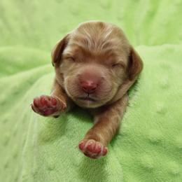 Robin - Red male Australian Labradoodle puppy in Stanwood, Washington from Victoria Creek Australian Labradoodles