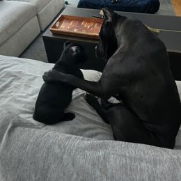 Mercy (black) - Black female Cane Corso puppy in Manitowoc, Wisconsin from Sinner & Saint Cane Corso