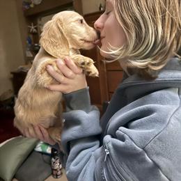 Ms. Skittles - Cream female Dachshund puppy in Canton, Texas from Bonnie and Clyde Dachshunds