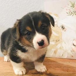 Pembroke Welsh Corgi Puppies from Early Spring Corgis