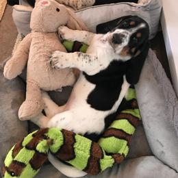 Basset Hound Puppies from Silverado Basset Hounds