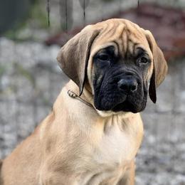 Mastiffs from Cain Kennels