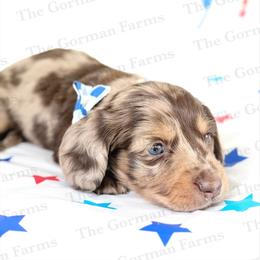Freedom - Dapple male Dachshund puppy in Greenville, North Carolina from The Gorman Farms