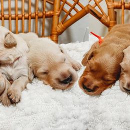 Golden Retrievers from Winters Goldens