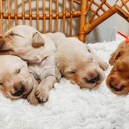 Golden Retrievers from Winters Goldens