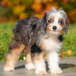 Hanna (socialization program grad) - Blue merle female Bernedoodle puppy in Dundee, Ohio from Down Home Doodle