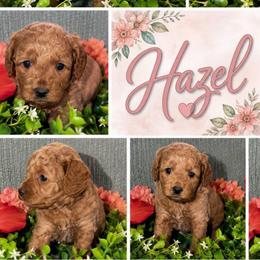 Hazel-Purple - Apricot female Goldendoodle puppy in Greenville, South Carolina from Law Doodles of SC