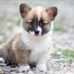 Firefly - Red female Pembroke Welsh Corgi puppy in Plains, Montana from Diamond Corgis