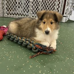 Tucker - Sable and white Collie puppy in Bad Axe, Michigan from Collie Campo