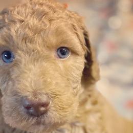 Bernedoodles, Goldendoodles, and Havapoos from Kruger Doodles