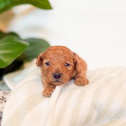 Nugget - Apricot male Goldendoodle puppy in Jackson, Tennessee from Doodlebug Farms