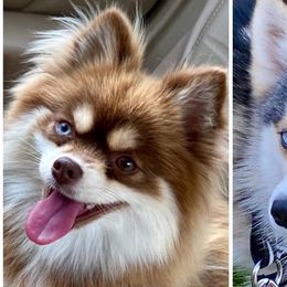 Wini - Pomsky