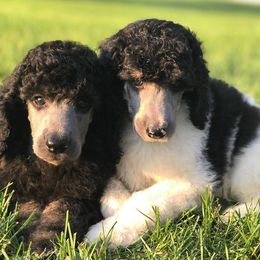 Poodle Puppies from DuBois Standard Poodles