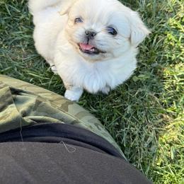 Pekingese Puppies from Northridge Pekingese