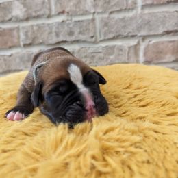 Cooper - Fawn Boxer puppy in Wellington, Ohio from Brinkhaven Boxers