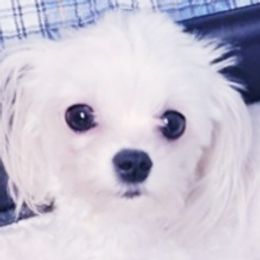 Harlow - Maltese