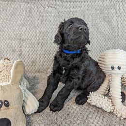Lucy - Black Goldendoodle puppy in Stella, North Carolina from Jes & Matt's Goldendoodles