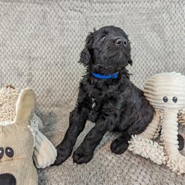 Lucy - Black Goldendoodle puppy in Stella, North Carolina from Jes & Matt's Goldendoodles