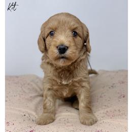 Kit - Apricot female Australian Labradoodle puppy in Sacramento, California from Little Farmstead Labradoodles