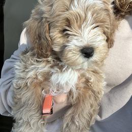 Assorted Doodle Crosses, Bernedoodle, Cavachon, Cavapoochon, Goldendoodle, and Spanish Water Dog Puppies from PitterPatterPuppiesNJ
