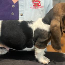 Basset Hounds and Beagles from Mayberry Acres Beagles and Basset Hounds