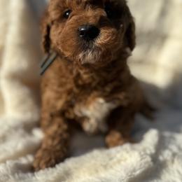 Blueberry - Red  male Goldendoodle puppy in Cleveland, Georgia from The O.G. Doodles
