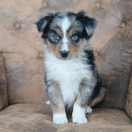 Girl 4 Pink - Blue merle female Australian Shepherd puppy in Yakima, Washington from Naches Heights Ranch